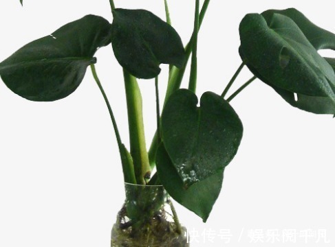 平安树|居家最适合养护的三种绿植,既上档次又招财,好养又耐活