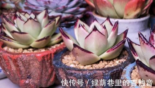 多肉|多肉叶子不着色,该怎么解决?做到这些,上色容易还格外好看
