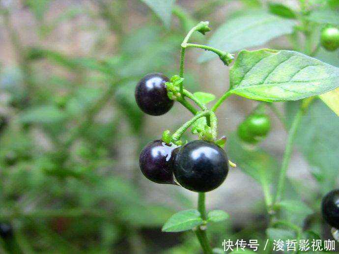 农村路边不起眼的黑豆,却被卖到18块一斤,殊不知现在都抢着种植