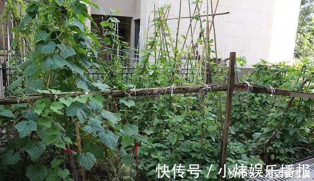 公婆|买192平带院子的一楼房子,公婆骂我傻,现在却抢着种菜了