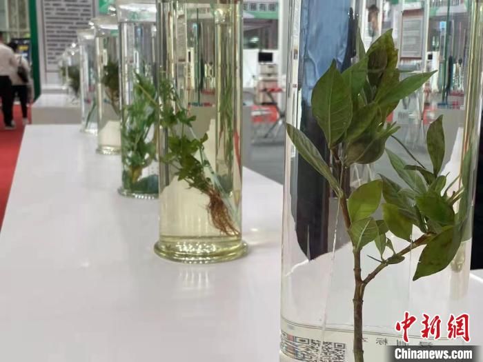 黑龙江省|全国中医药专家齐聚哈尔滨 共话千亿级“北药”产业