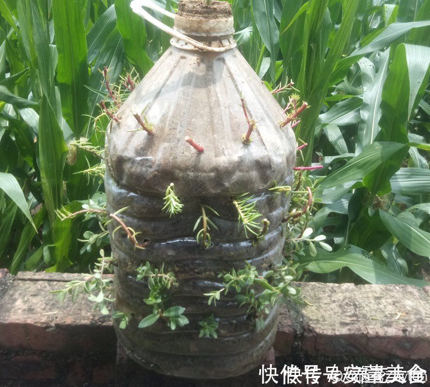 家里的油桶不要扔，拿来种菜养花，省钱又好用