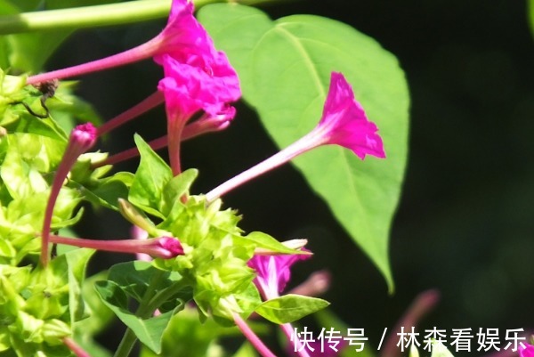 小喇叭花|小时候拿来当耳环的“小喇叭花”,价值却极高,妇科男科都绕着走