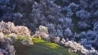 最美的春天叫杏花沟，这里与你有一场风花雪月的约会……