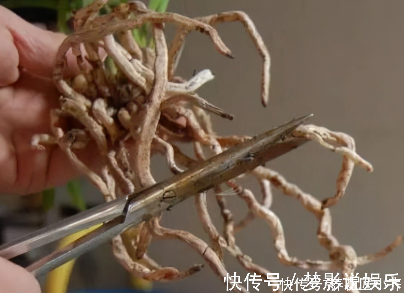 养好兰花上盆步骤是关键,做好6个“小细节”,后续养护没烦恼