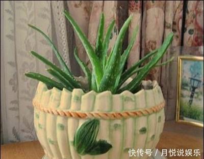 卧室里放这种5盆栽,让你好眠一整夜!最后两盆你能分的清楚么