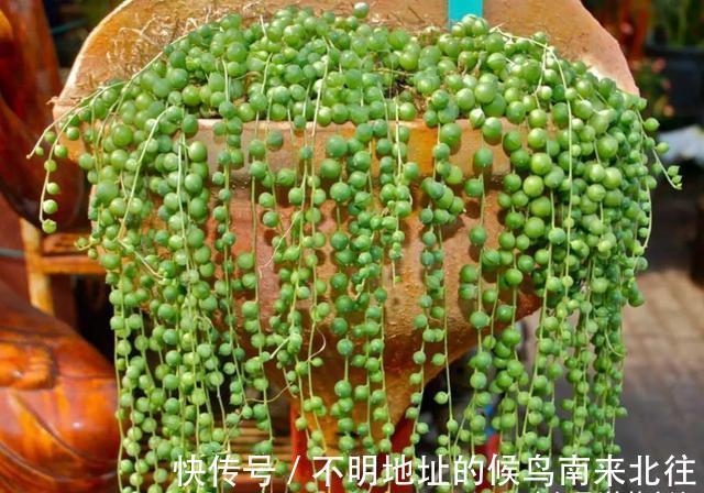 60种多肉图鉴及养护要点，1分钟学会，超全超实用！