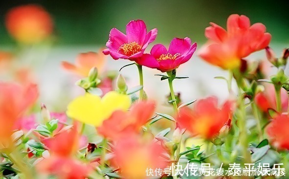 花卉|喜欢养护花卉,就选择花期长,花色艳,美丽漂亮能爆盆的5种花卉