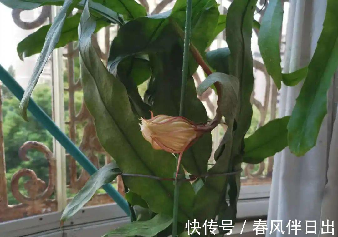 白檀|养到烦人的花，盆都不够用，扔掉还很心疼