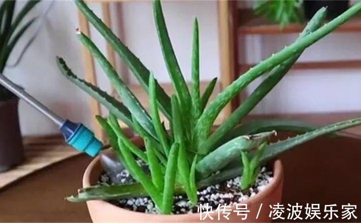 养花|新手养花不用愁，给你支3招，烂根也能救过来！