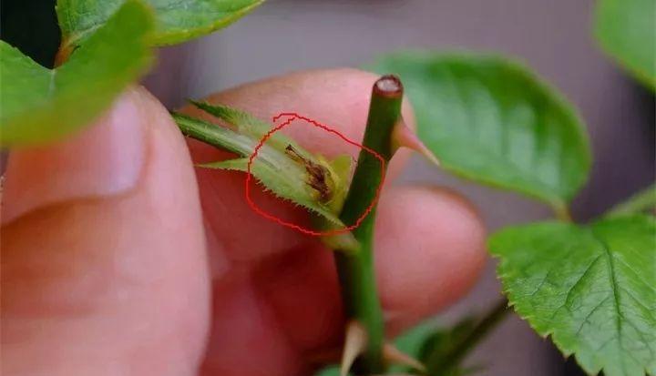 月季长出“一种芽”，赶紧掐掉它，长的越多，越难开花，白费劲了