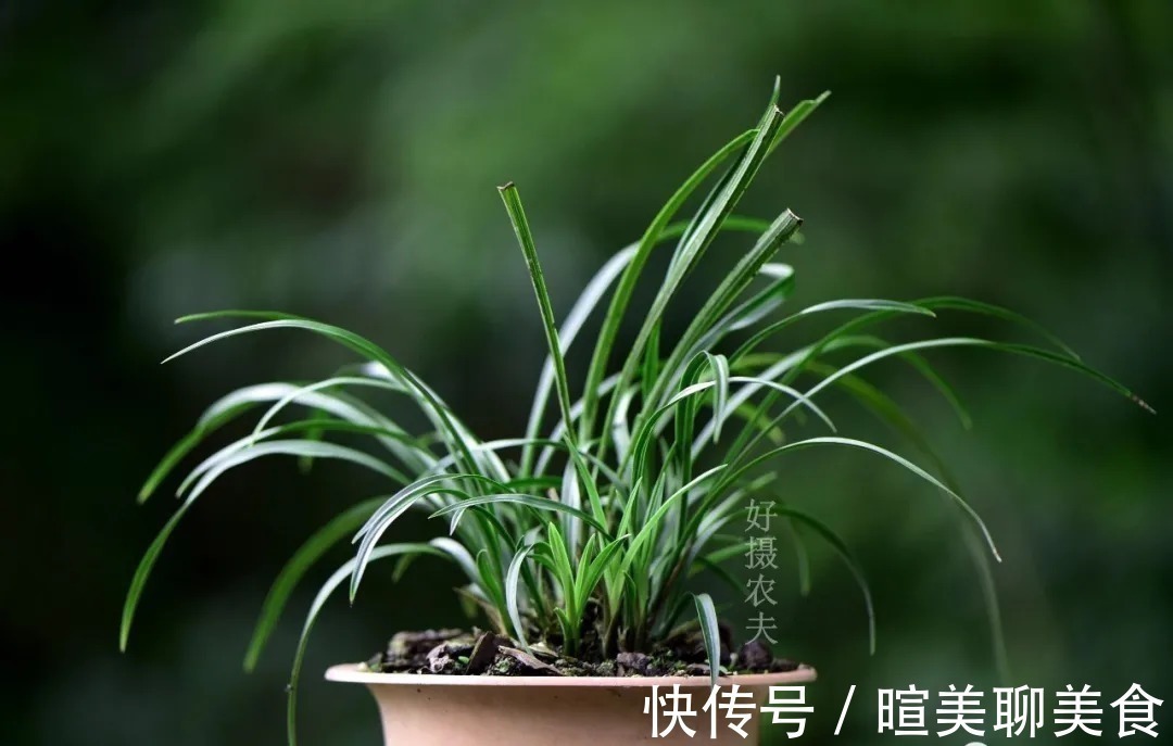 用花生种植兰花?很多人第一步就错了,正确的技巧是这样的