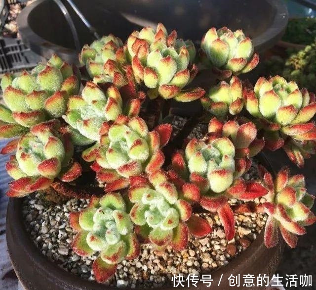 多肉不长个，三个“小动作”虐一虐，催出满头苞，养成多头小胖墩！