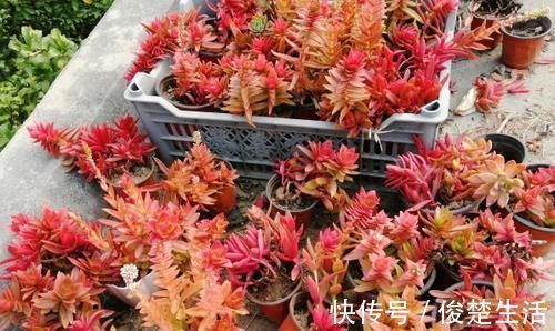环境温度|新人练手养多肉选这几样，价格便宜，叶子晒晒太阳就成糖果色