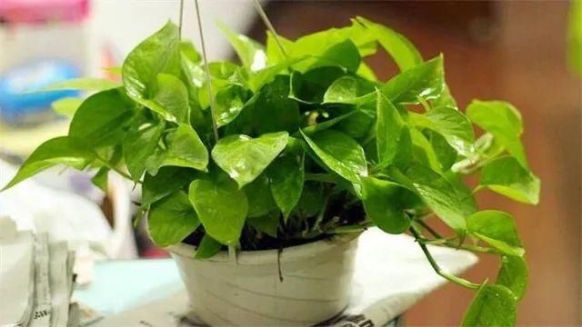 【提示】家中植物被冻伤了怎么办？快来试试这些方法→