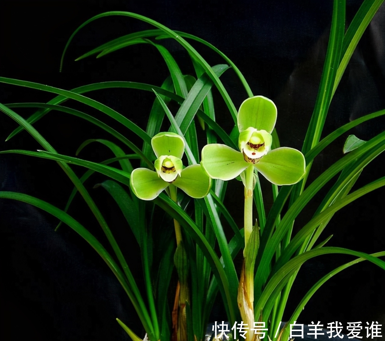 兰界“四大天王”,兰花中的佼佼者,曾价值几十万,你想拥有吗?