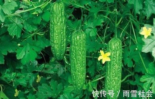 吃苦瓜|忠告：吃完苦瓜前后两小时，不要碰此物，很多人傻傻不清楚！