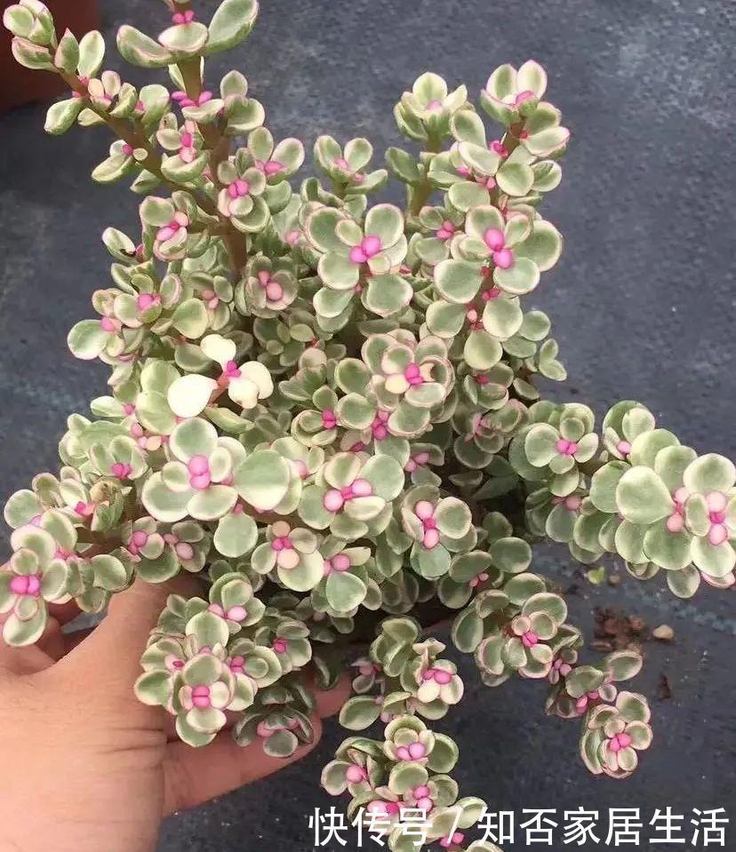 雅乐之舞|马齿苋属多肉三种你分清了吗?一起认识一下吧,美观清丽又脱俗