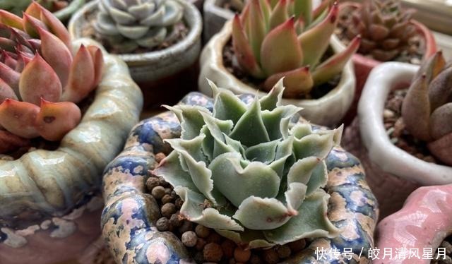 度夏|绿了也是心头肉,开始为度夏担忧!