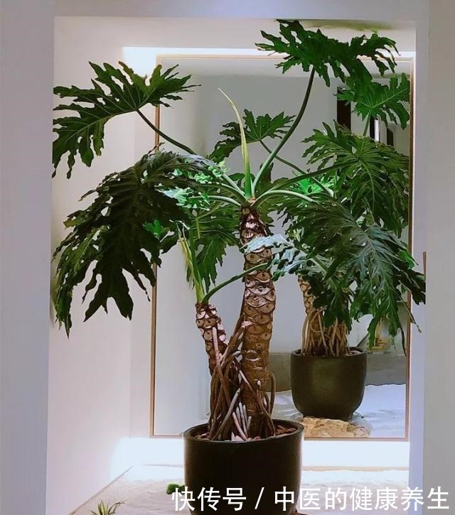 别养绿萝了,这20种耐阴植物,养在家里更合适!