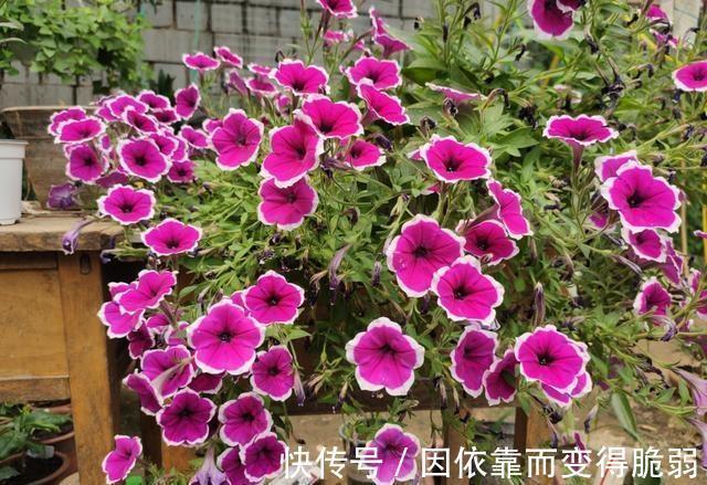 家庭养花，那就选此6种，好养易管理，你也能变养花高手
