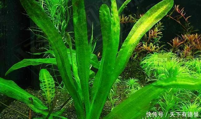 养金鱼鱼缸里能种水草吗 养金鱼鱼缸里能种水草吗