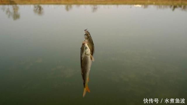 鱼钩|“调平水钓2目”为啥如此受钓友欢迎它有几大特点,看完就想学
