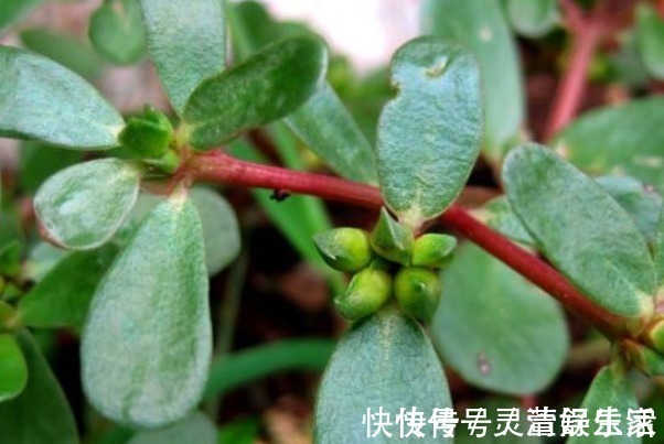 传染病|马齿笕加白酒泡一泡,除了白发变黑发,还有4大好处不请自来