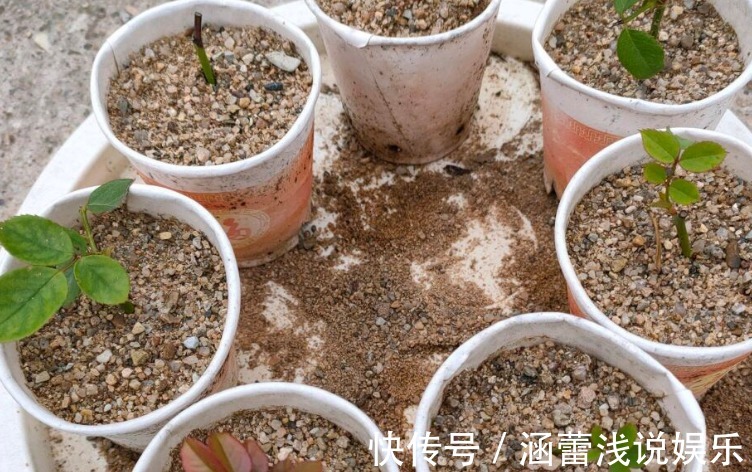 生根|为什么说河沙养花厉害?因为有3大妙用!
