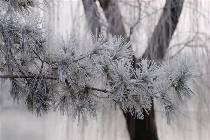 玉皇庙：一场霜雪 银装素裹