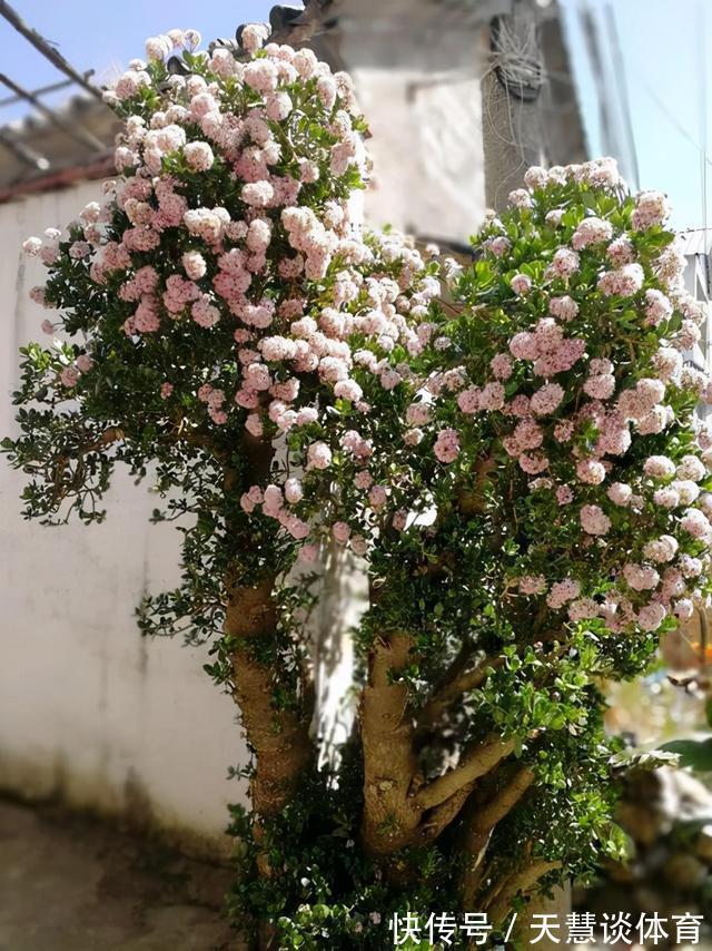 天气冷,六种花要“干养”,少水多晒才健壮,养成老桩更旺家