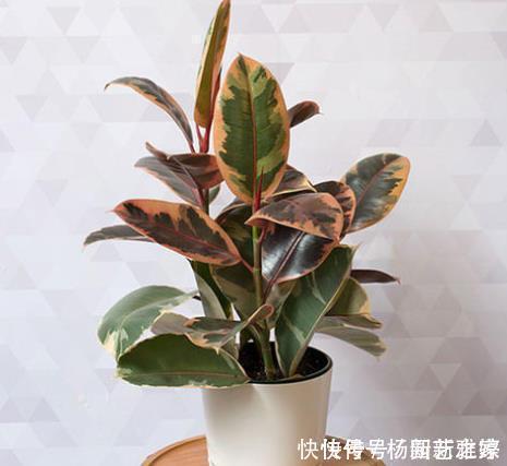 寒冷的冬天阳台“冷清”,养5种花,叶子比花美,不开花也漂亮