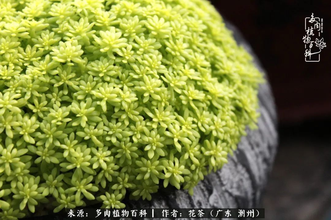 放松心情,静享愉悦,阳光下的多肉是最美的!