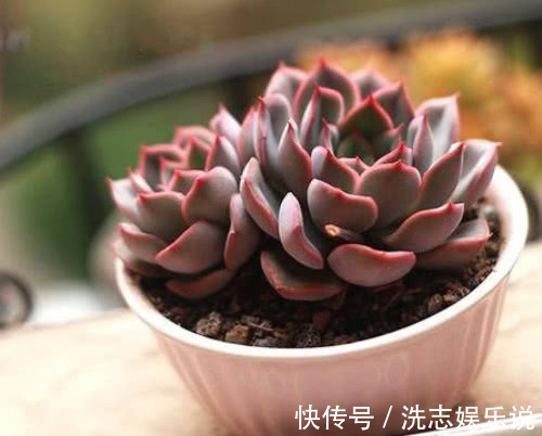花月夜|多肉猎户座怎么养更艳丽教你3个小妙招，养出最美的猎户座