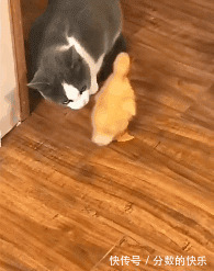 |搞笑GIF：小姐姐别走，我带你旅游去