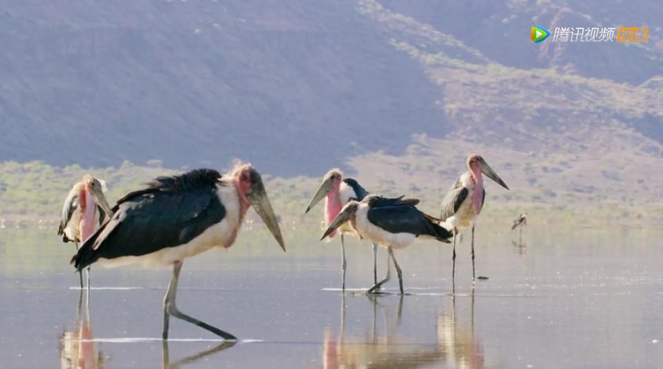 9.8分超惊艳，这神作终于不用找资源，我一口气看完5集