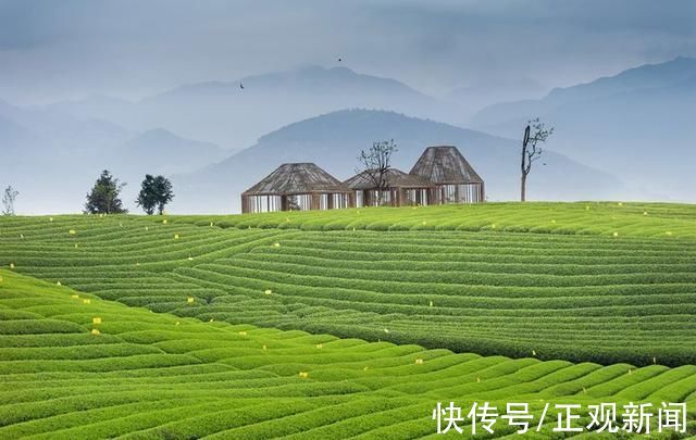 新昌大佛龙井|寻梦浙江