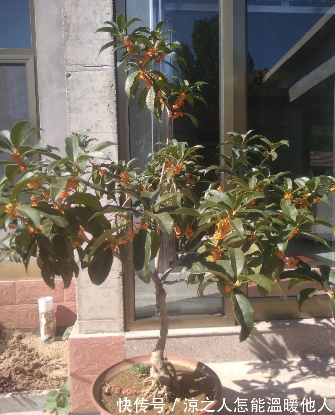 花苞|养的花一直不开花,主要是这6点做好,赶紧学起来