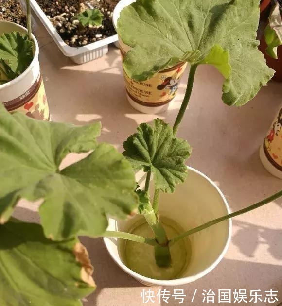 残花梗|天竺葵“花谢”以后，这么剪一刀，花苞嗖嗖冒，开花一茬又一茬