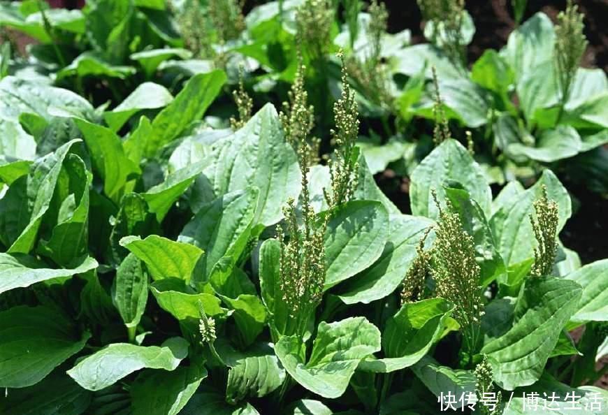食物|男人前列腺炎甩不掉 多吃這幾種食物, 讓你和炎癥說拜拜!