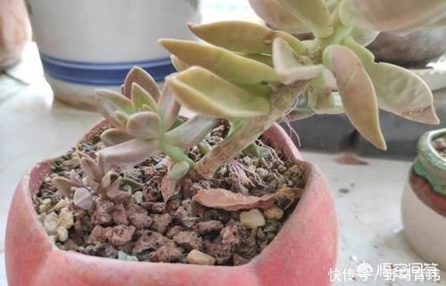 多肉蓝苹果入手上盆后一周浇一圈水,10天后浇透水,现在很多气根,这样正常吗?