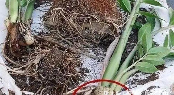 移栽|养花换盆换土知识点：夏季给这4种植物分株移栽，注意别伤根