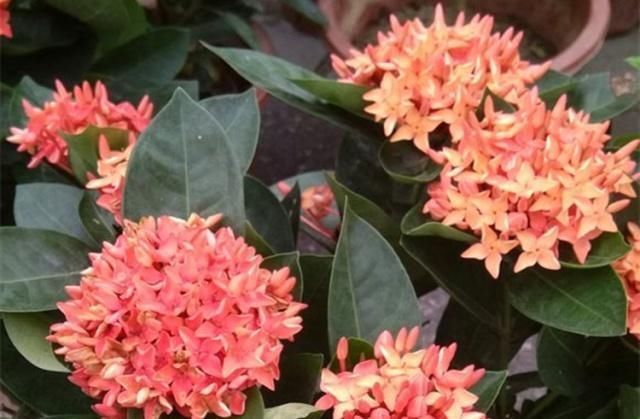 这种“漂亮”的花卉,适合养阳台,家里栽2盆,长得旺、花开多