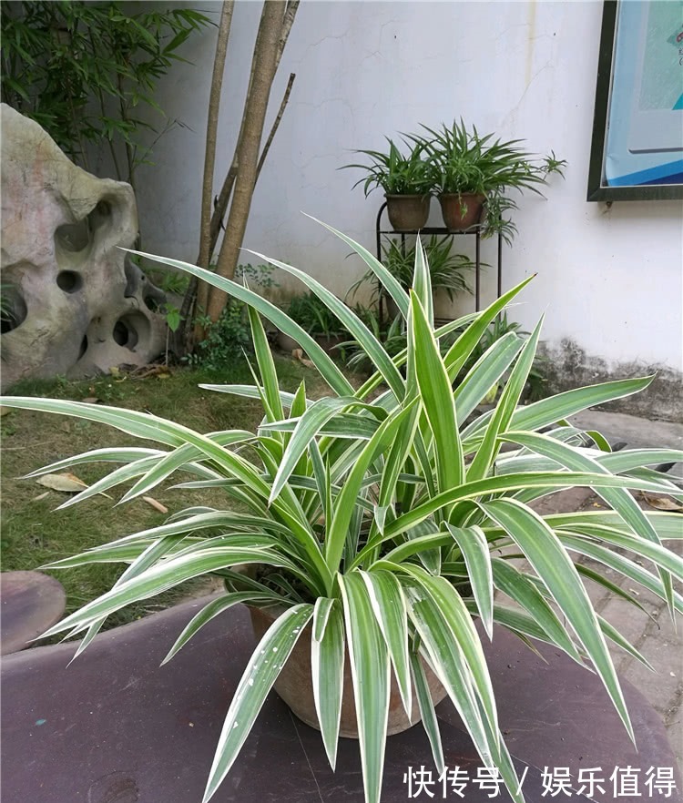 吊兰叶子又窄又细,做4事,叶子越长越宽厚,呼呼疯长挤爆盆!