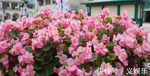 小窍门|四季海棠养护小窍门,这些细节一定要记住,全年开花,花开爆盆