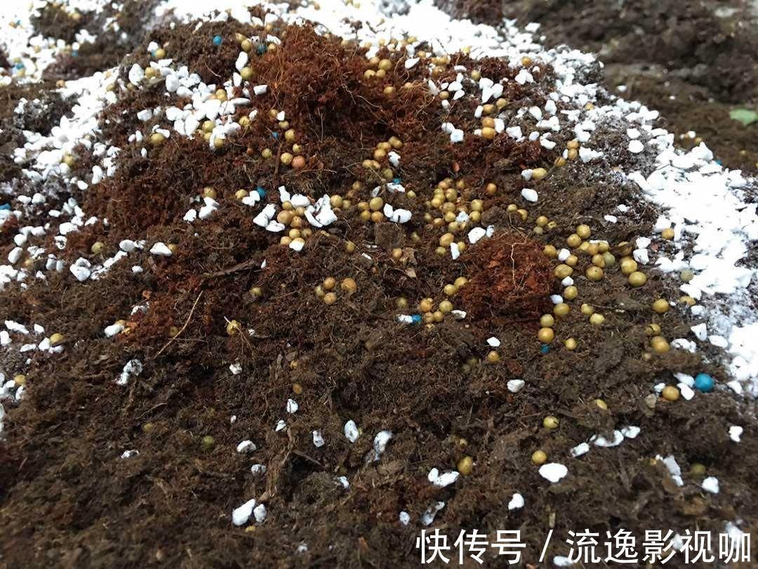 妖妖|多肉根系不够壮记住4点,半月养出大白根!
