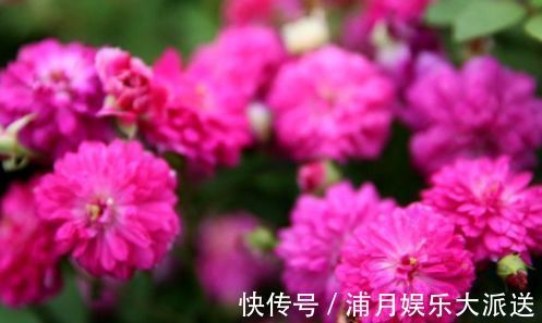 爆盆|喜欢玫瑰，不如试试“高档玫瑰”甜蜜马车，花团锦簇，花开爆盆美