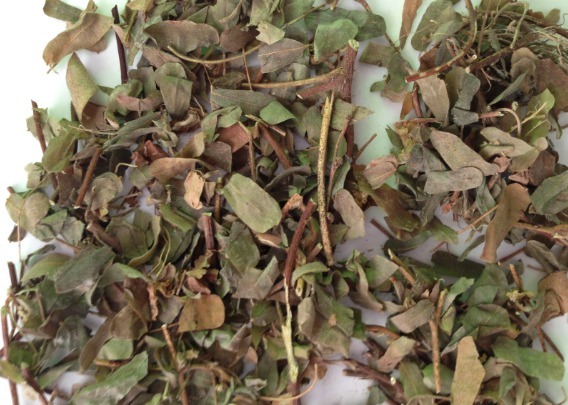 野草|农村一种清香树叶,嚼2片就能去口臭,夏天叶子泡水“清热解暑”