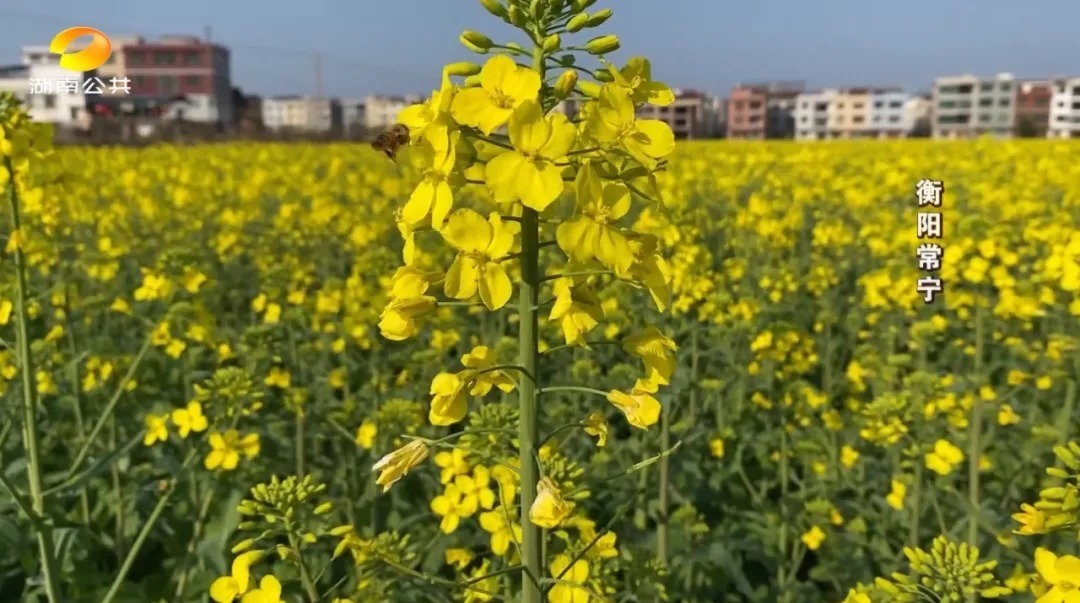 瞧！这就是春天的样子