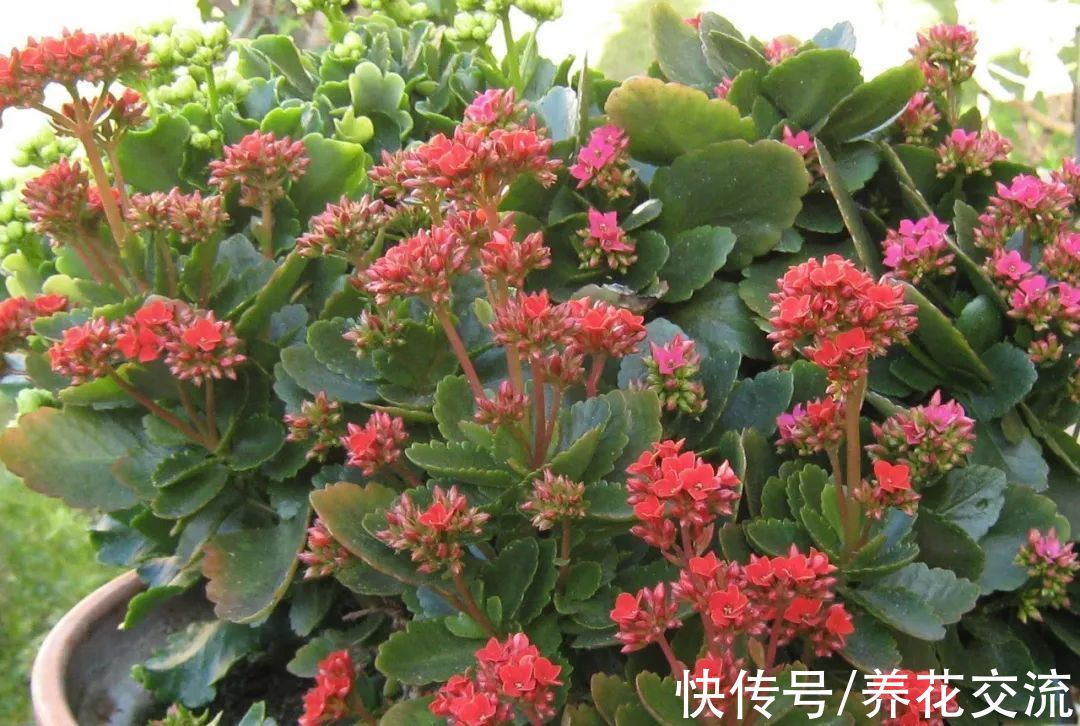 你的长寿花还没开花？可能是夜晚没给它提供黑暗的环境